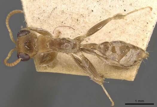 صورة Pseudomyrmex tenuis (Fabricius 1804)