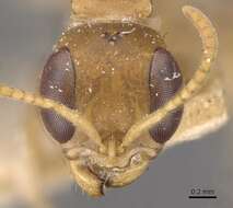 صورة Pseudomyrmex tenuis (Fabricius 1804)