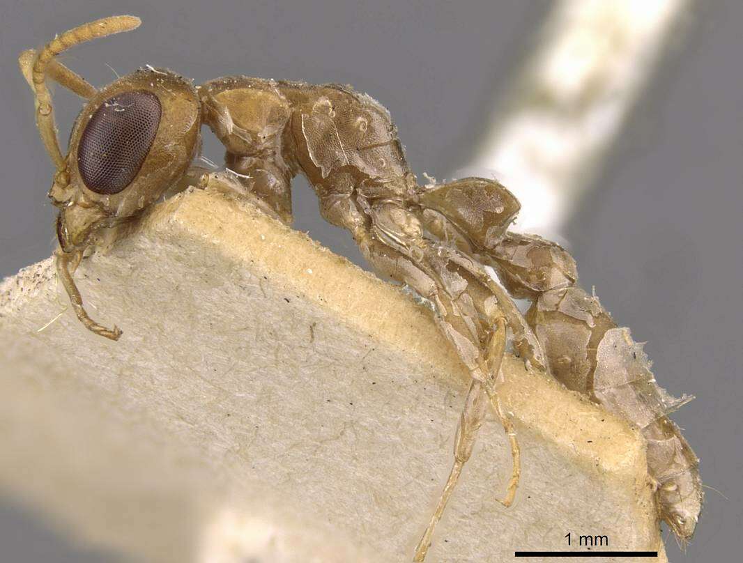 صورة Pseudomyrmex tenuis (Fabricius 1804)