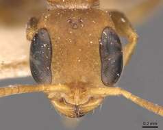 صورة Pseudomyrmex tenuis (Fabricius 1804)