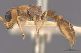 صورة Pseudomyrmex tenuis (Fabricius 1804)