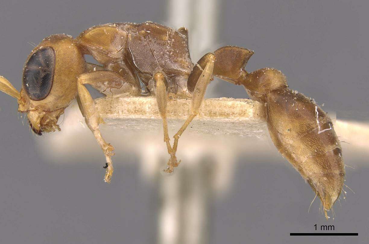 صورة Pseudomyrmex tenuis (Fabricius 1804)