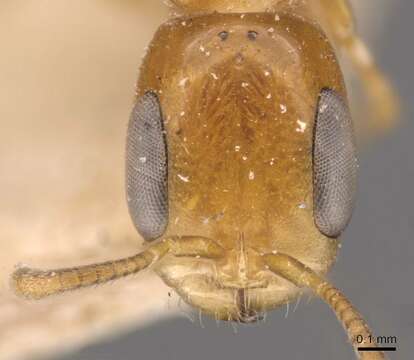 صورة Pseudomyrmex simplex (Smith 1877)