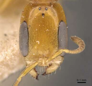 صورة Pseudomyrmex simplex (Smith 1877)