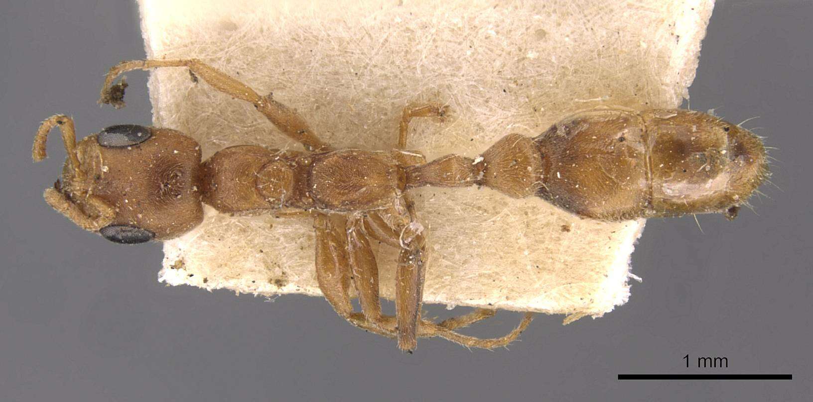 Plancia ëd Pseudomyrmex nigrocinctus (Emery 1890)