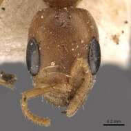 Plancia ëd Pseudomyrmex nigrocinctus (Emery 1890)