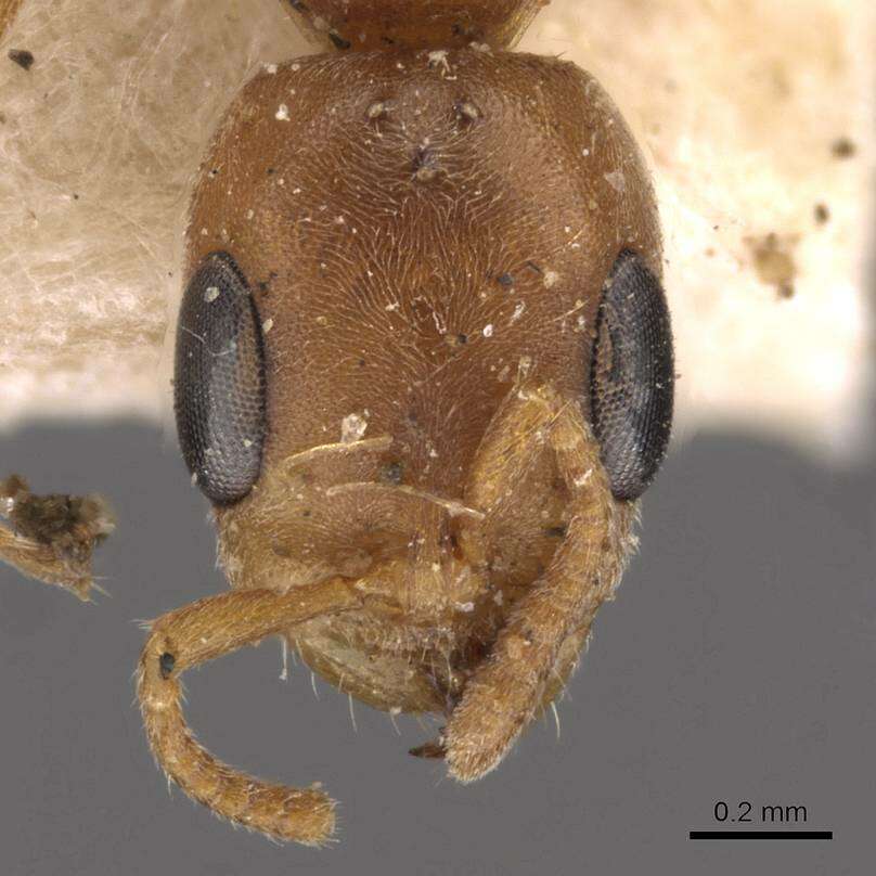 Plancia ëd Pseudomyrmex nigrocinctus (Emery 1890)