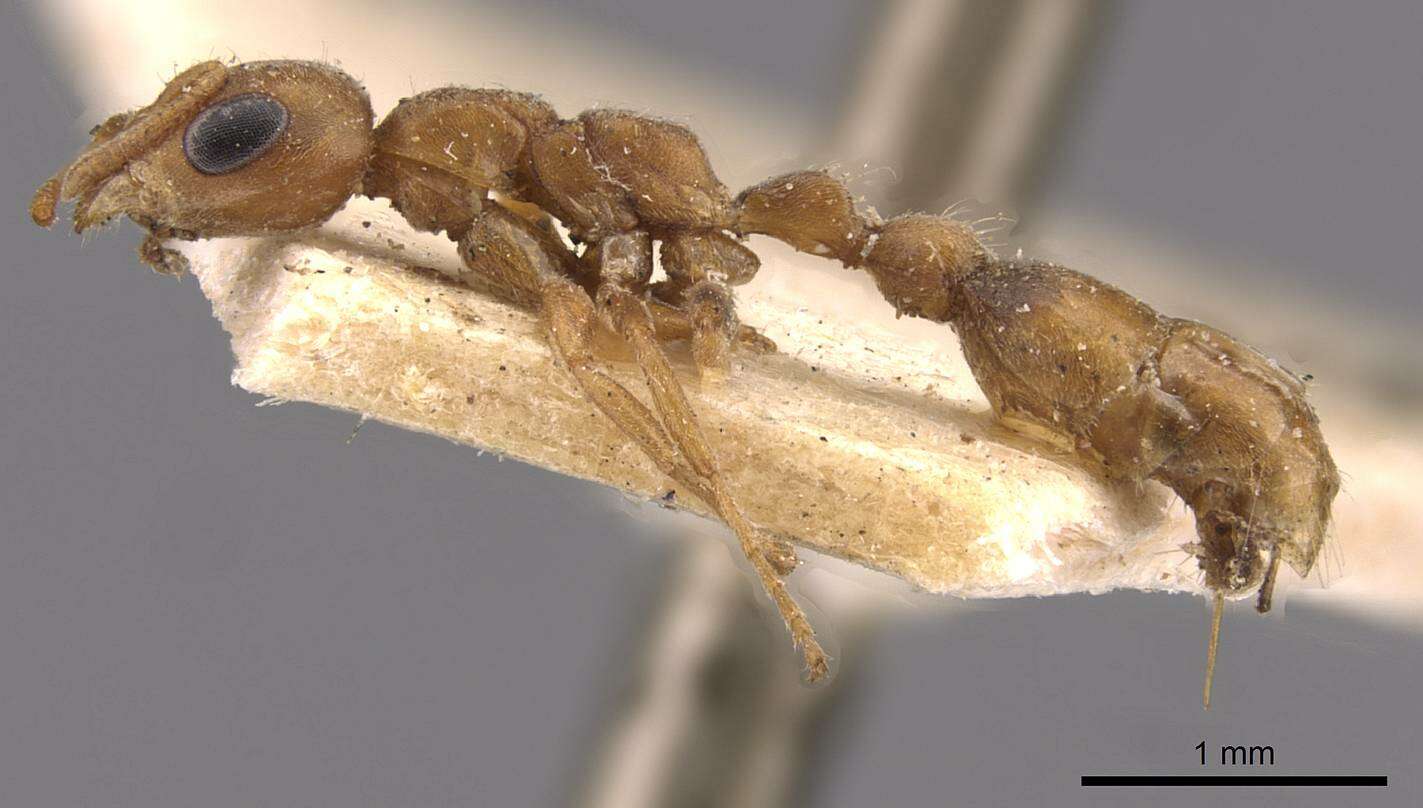 Plancia ëd Pseudomyrmex nigrocinctus (Emery 1890)