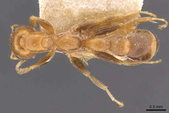 Image of Pseudomyrmex