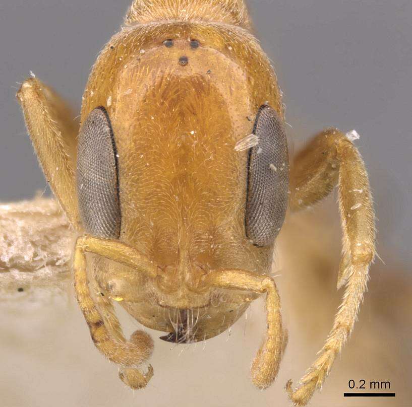 Image of Pseudomyrmex