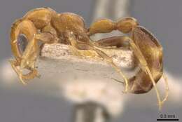 Image of Pseudomyrmex