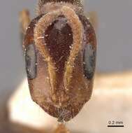 Image of Pseudomyrmex viduus (Smith 1858)