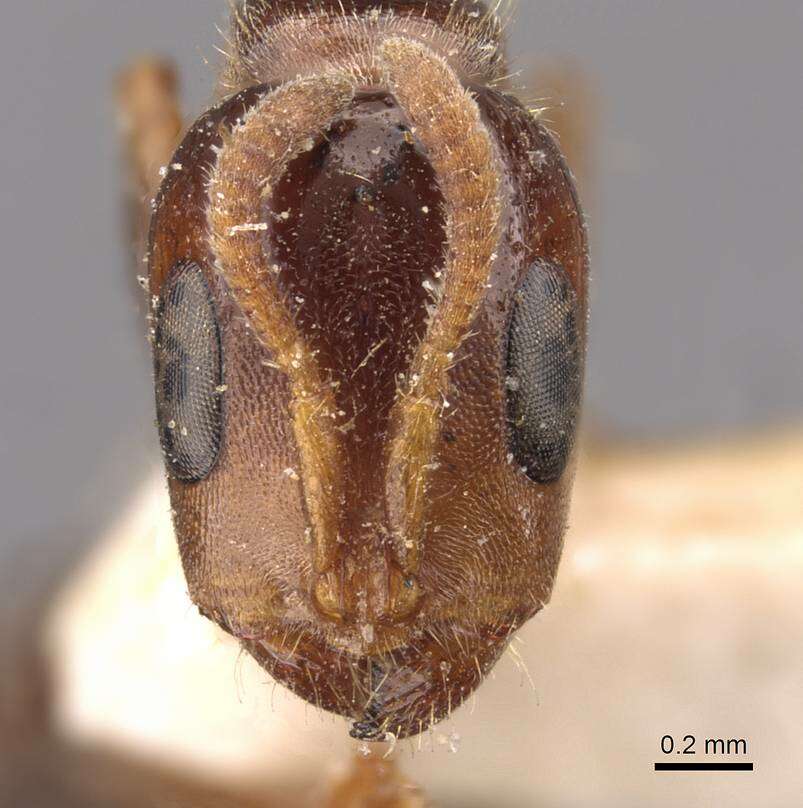 Image of Pseudomyrmex viduus (Smith 1858)