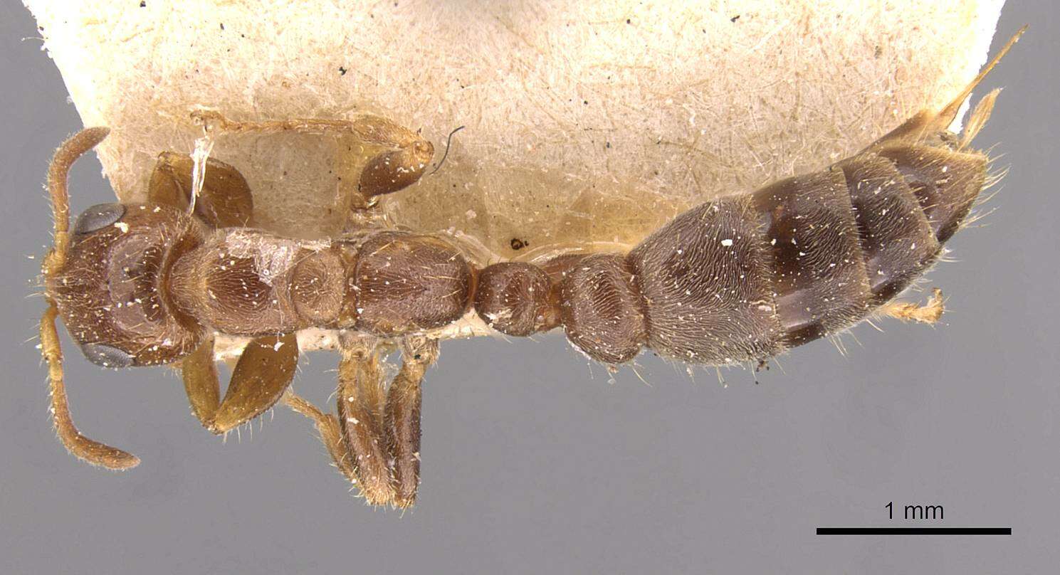 Image of Pseudomyrmex viduus (Smith 1858)