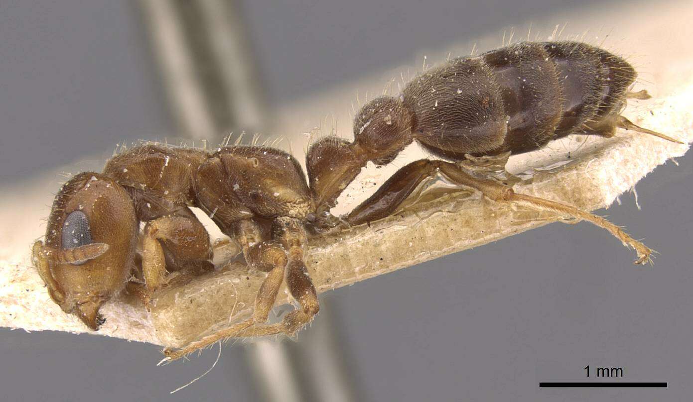 Image of Pseudomyrmex viduus (Smith 1858)