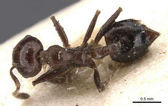 Image of Crematogaster popohana Forel 1912