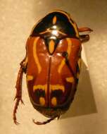 Image of Fiddler Beetle