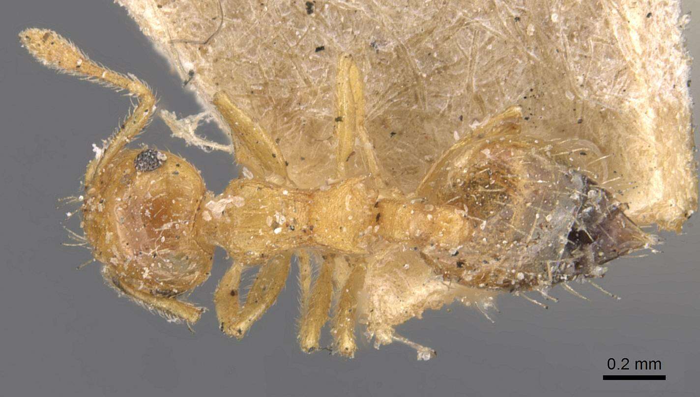 Image of Crematogaster biroi Mayr 1897