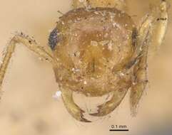 Image of Crematogaster biroi Mayr 1897