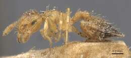 Image of Crematogaster biroi Mayr 1897