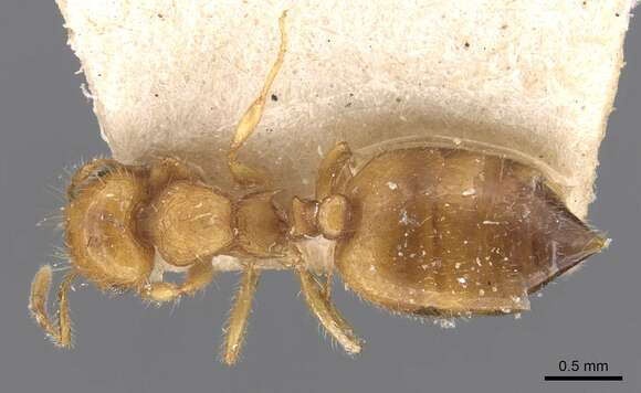 Image of Crematogaster biroi Mayr 1897