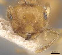 Image of Crematogaster biroi Mayr 1897