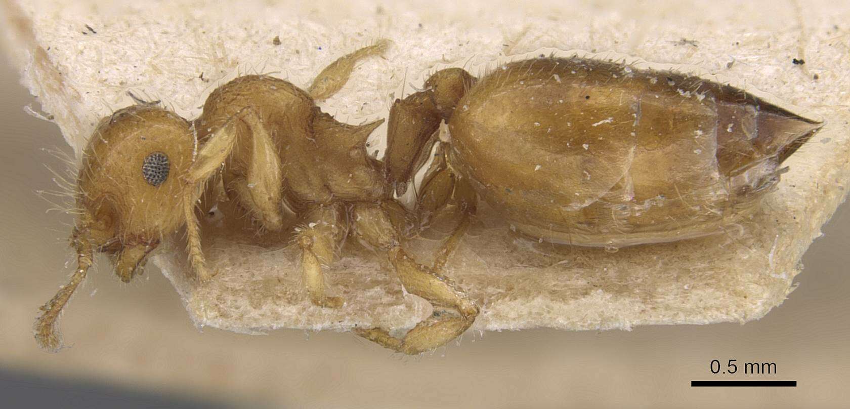 Image of Crematogaster biroi Mayr 1897