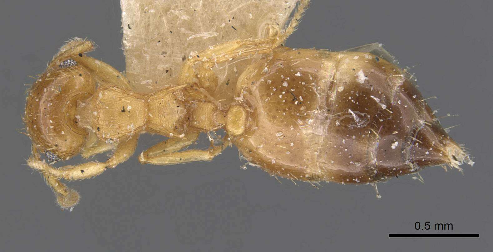 Image of Crematogaster biroi Mayr 1897