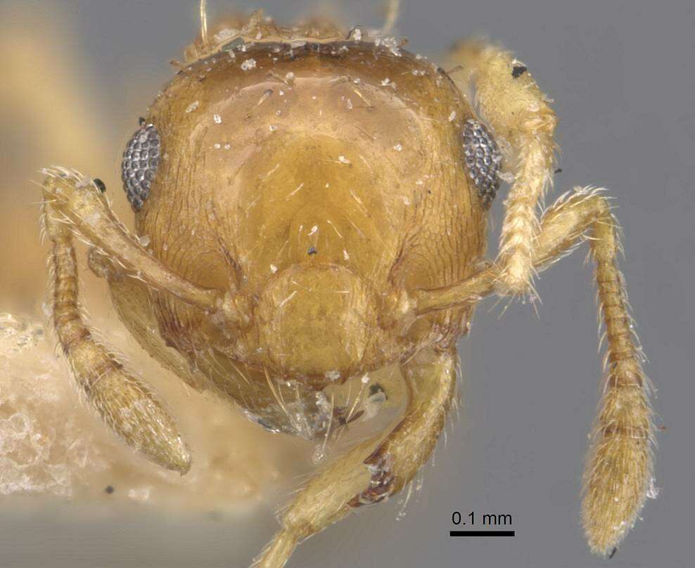 Image of Crematogaster biroi Mayr 1897