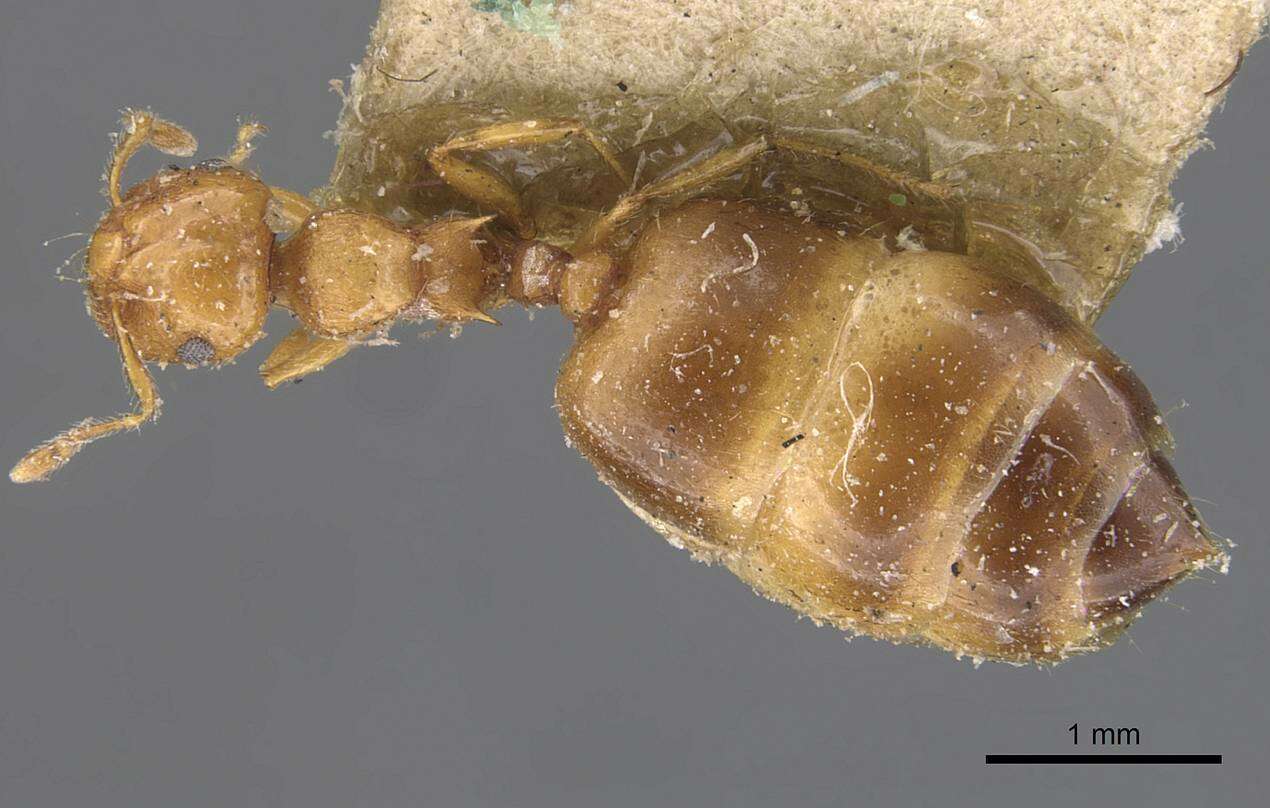 Image of Crematogaster biroi Mayr 1897