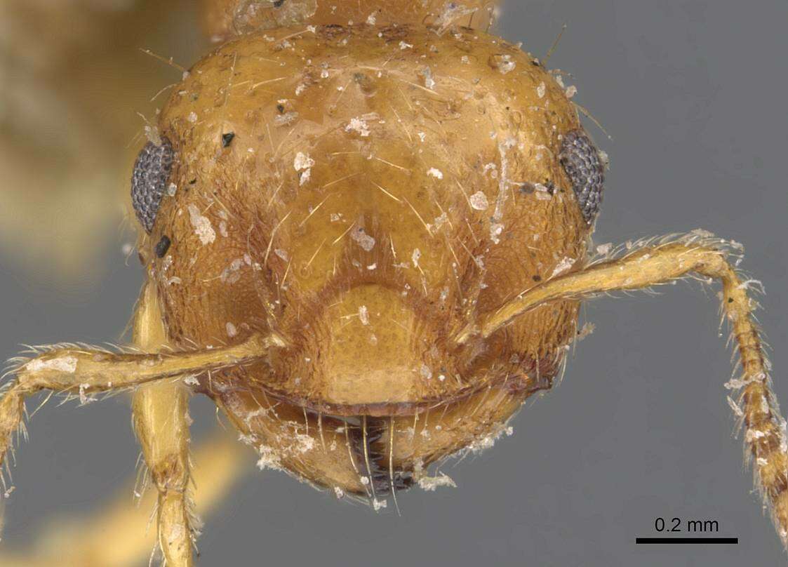 Image of Crematogaster biroi Mayr 1897