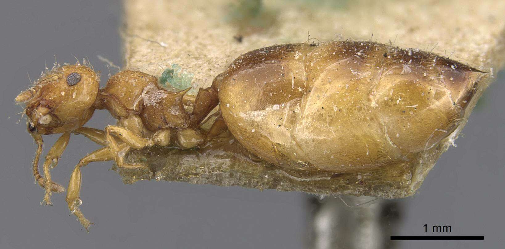 Image of Crematogaster biroi Mayr 1897