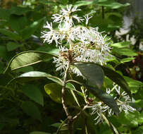 Image of Chionanthus pubescens Kunth