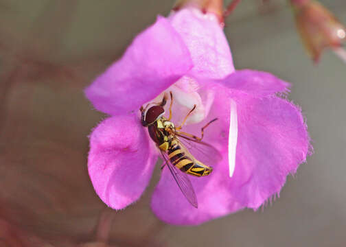 Image of Common Oblique Syrphid