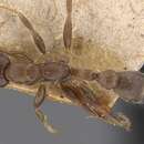 Pseudomyrmex incurrens (Forel 1912) resmi