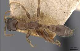 Pseudomyrmex incurrens (Forel 1912) resmi