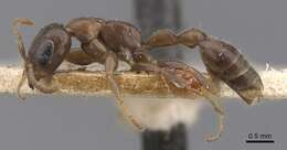 Pseudomyrmex incurrens (Forel 1912) resmi