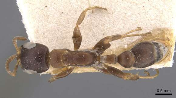 Image of Pseudomyrmex phyllophilus (Smith 1858)