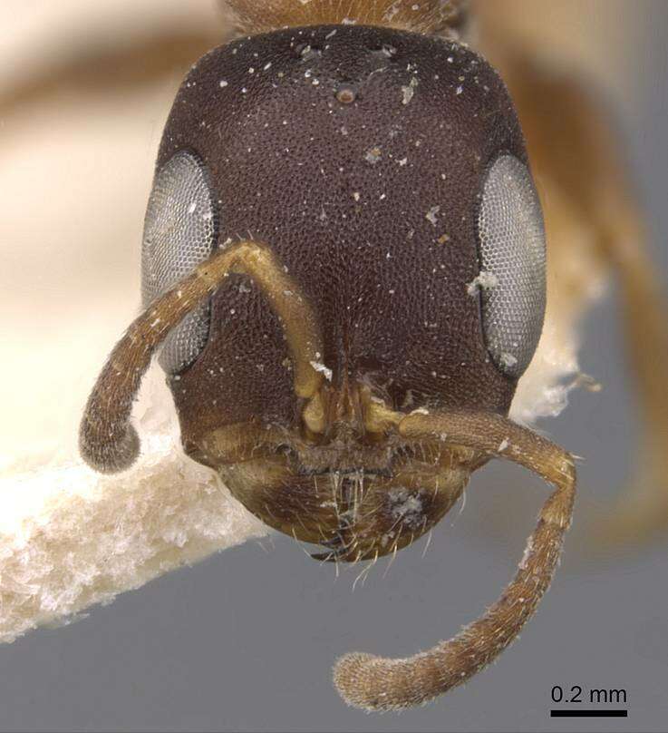 Image of Pseudomyrmex phyllophilus (Smith 1858)