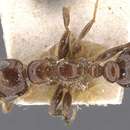 Image of Pseudomyrmex depressus (Forel 1906)