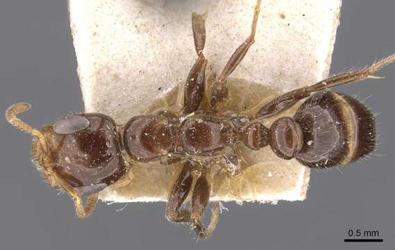 Image of Pseudomyrmex depressus (Forel 1906)
