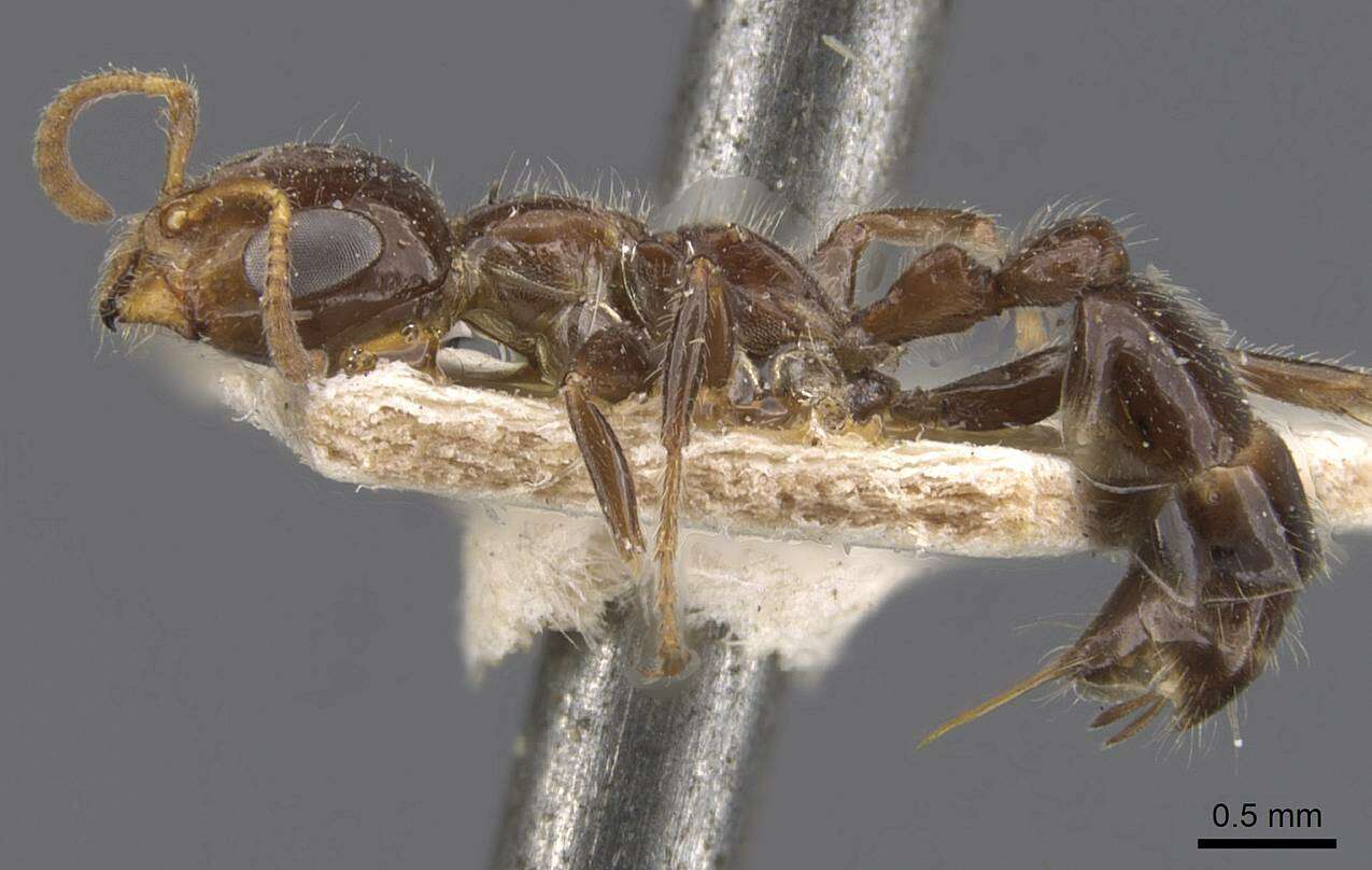 Image of Pseudomyrmex depressus (Forel 1906)