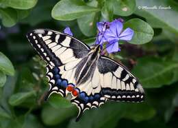 Image of Old World Swallowtail
