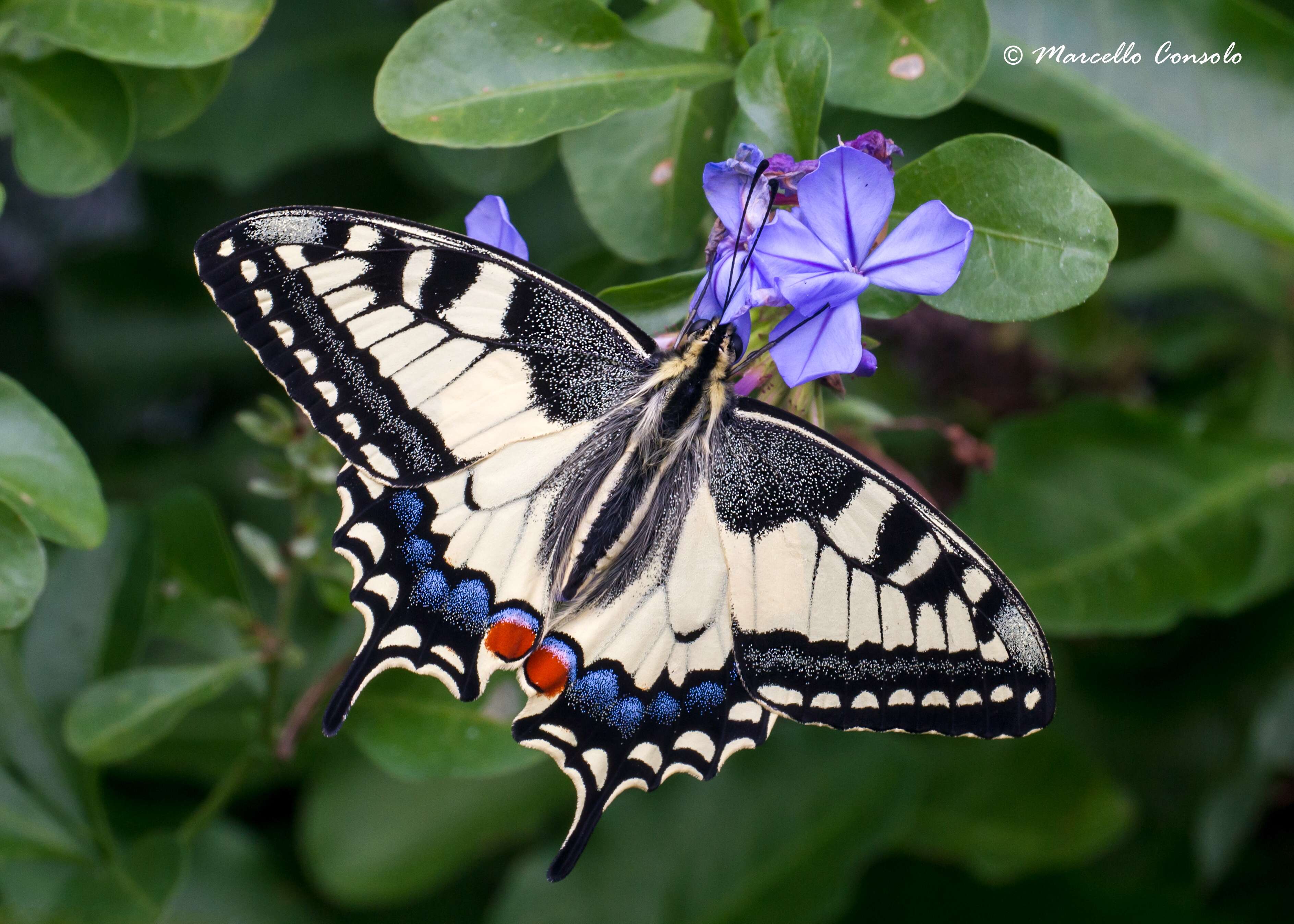 Image of Old World Swallowtail