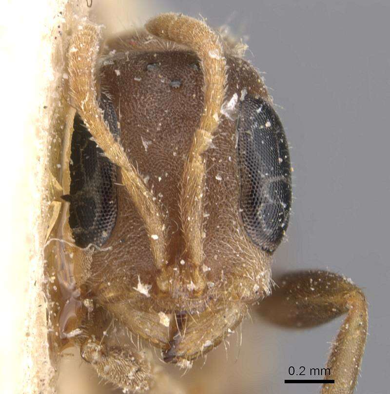 Image of Pseudomyrmex oculatus (Smith 1855)