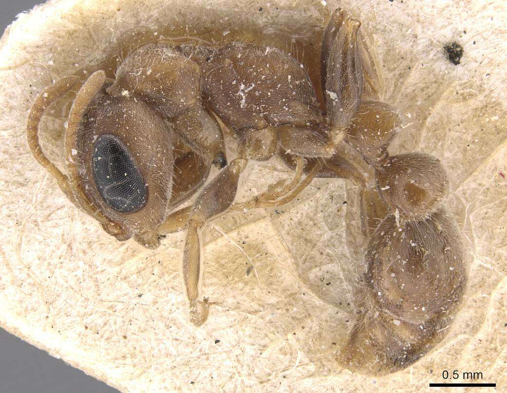 Image of Pseudomyrmex oculatus (Smith 1855)