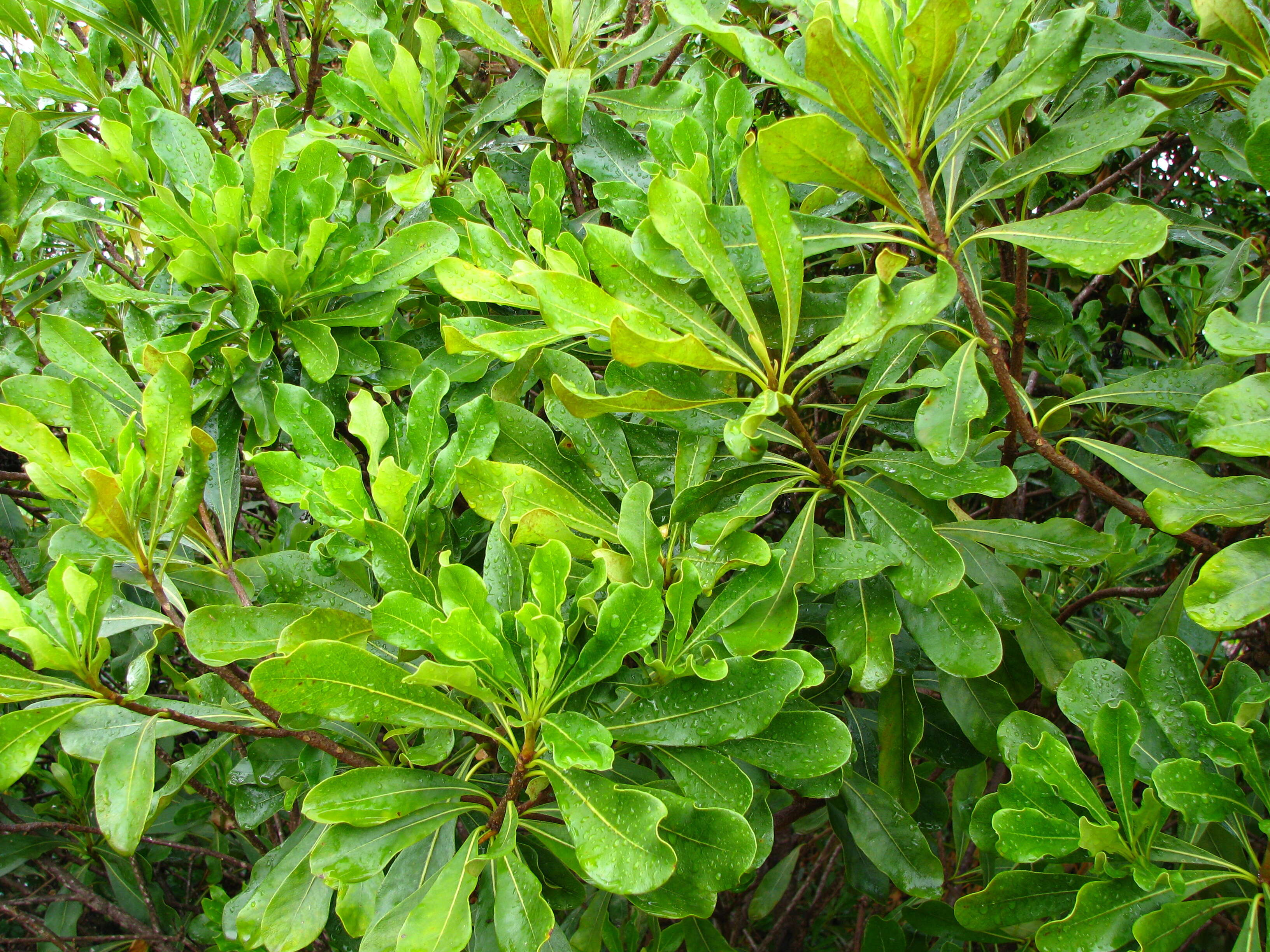 Image of Koolau Range Cheesewood