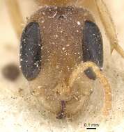 Image of Pseudomyrmex oculatus (Smith 1855)