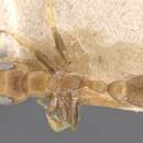Image of Pseudomyrmex duckei (Forel 1906)