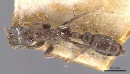 Image of Pseudomyrmex caeciliae (Forel 1913)